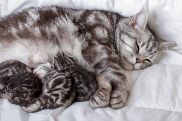 istock Mother cat with newborn kittens (british shorthair) suckling milk 1332096073