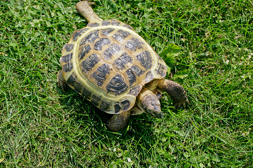 Russian (Central Asian) Tortoise walking on a grass. View from above.