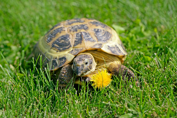 istock Russian Tortoise on green grass going to eat a dandelion 1332096655