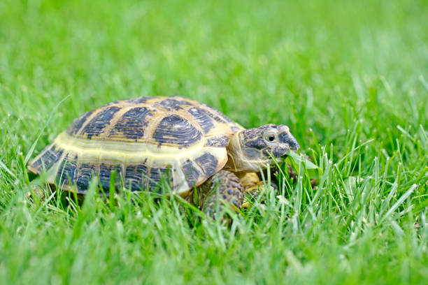 istock Russian Tortoise on green grass 1332096669