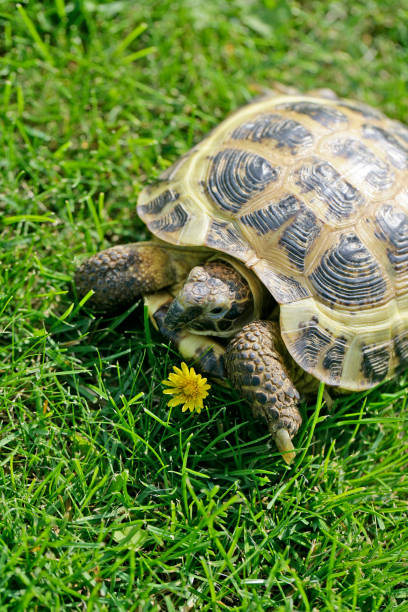 istock Russian Tortoise on green grass going to eat a dandelion 1332096684