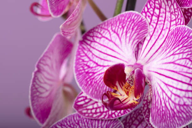 istock Orchid flower close-up 1332096765