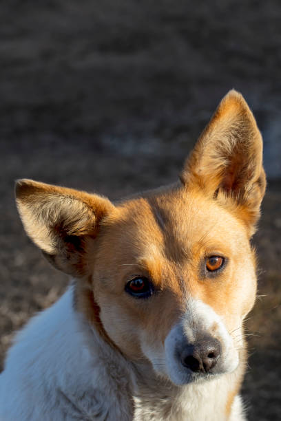 istock Homeless dog close-up 1332096952