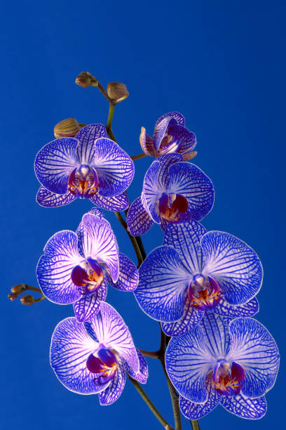istock Orchid flowers on a blue background with copy space 1332096978