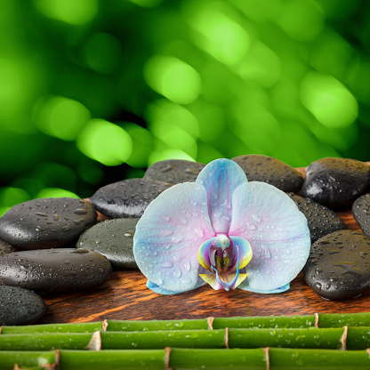 Orchid flower, black massage stones and bamboo stems on a green defocused lights background. Everything is covered with water drops. Space for copy.