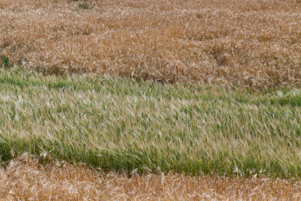 istock yellowed rye field about the time of maturation 1332097654
