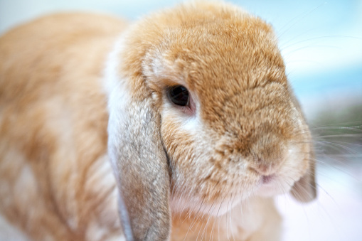 Brown Holland Lop rabbit bunny sitting on the carpet with sweet bamboo