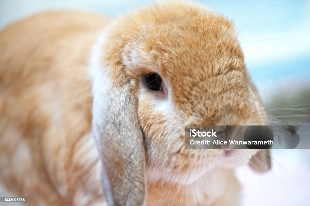 Brown Holland Lop rabbit bunny sitting on the carpet with sweet bamboo Rabbit - Animal Stock Photo
