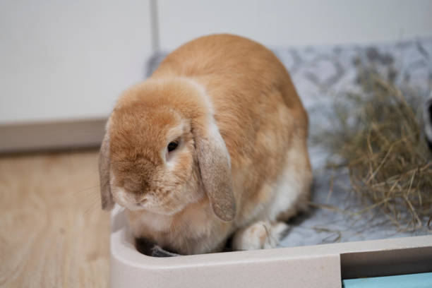 istock Brown Holland Lop rabbit bunny with hay 1332098808