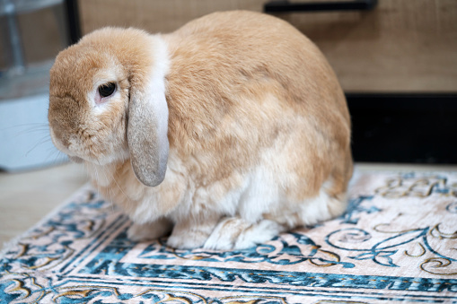 Brown Holland Lop rabbit bunny sitting on the carpet