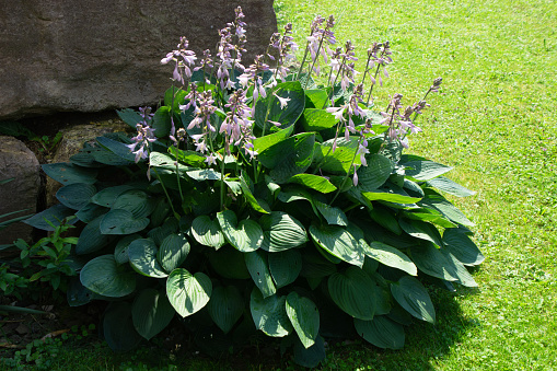 hosta plant in the half shade garden area in late july in germany
