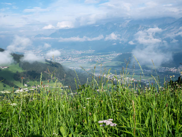 istock green flower meadow in the alps