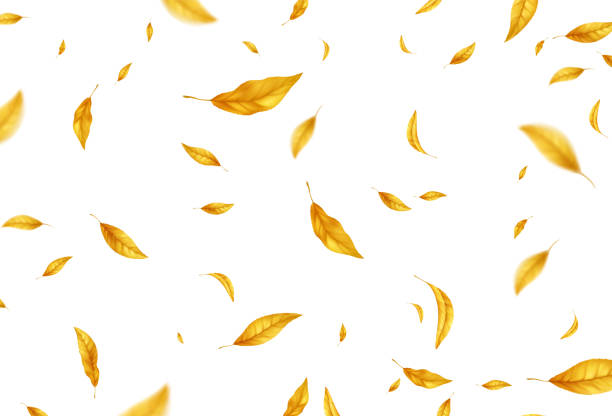 istock Falling flying autumn leaves background. Realistic autumn yellow leaf isolated on white background. Fall sale background. Vector illustration 1332101240