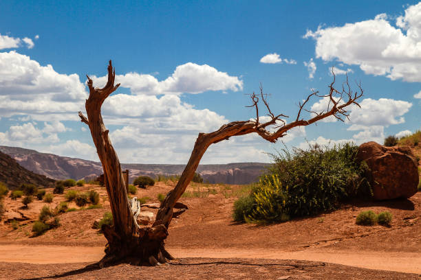 Dead tree in Monument Valley. Monument Valley is an American natural site located on the border between Arizona and Utah. The site is part of a Navajo and Colorado Plateau reserve.