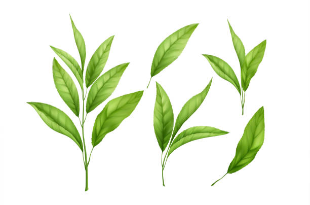 白い背景に隔離された現実的な緑茶の葉と芽のセット。緑茶のスプリッグ、茶葉。ベクトルの図 - 温かいお茶 イラスト点のイラスト素材／クリップアート素材／マンガ素材／アイコン素材