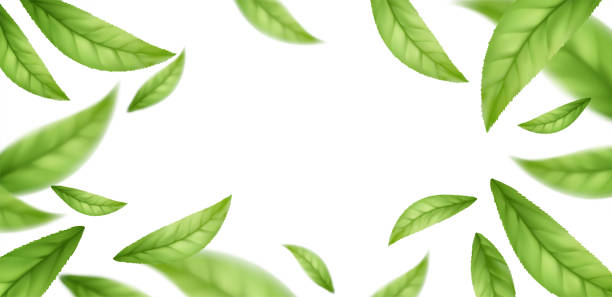 白い背景に隔離された緑茶の葉を落下する現実的な飛行。緑の春の葉を飛ぶ背景。ベクトルの図 - leaf green isolated falling点のイラスト素材／クリップアート素材／マンガ素材／アイコン素材