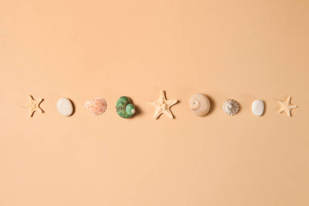 istock Seashells, starfishes and stones in line on brown background with space for text. 1332102817