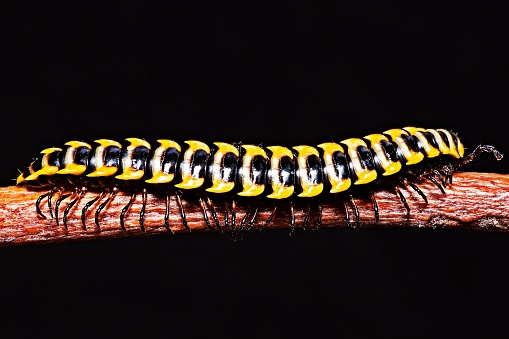 Close up macro of American giant millipede - Narceus americanus - crossing dirt road.  an arthropod native to eastern part of north america.