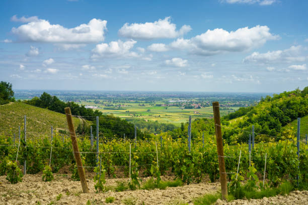 istock Vineyards on the Tortona hills at springtime 1332102902