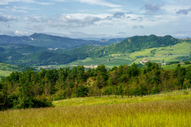 istock Vineyards on the Tortona hills at springtime 1332103517