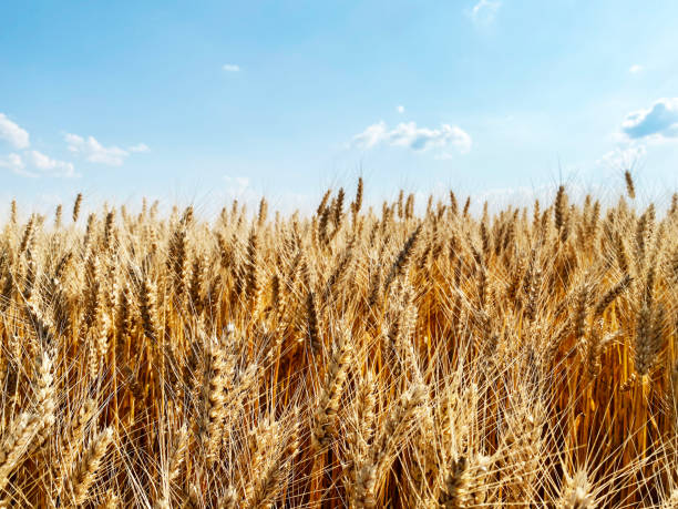 istock Wheat grain fieild under the sky 1332104402
