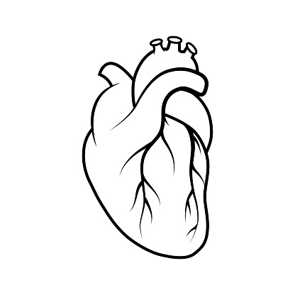 Ilustración de Icono Médico Del Corazón Humano y más Vectores Libres de  Derechos de Anatomía - Anatomía, Biología, Corazón - iStock