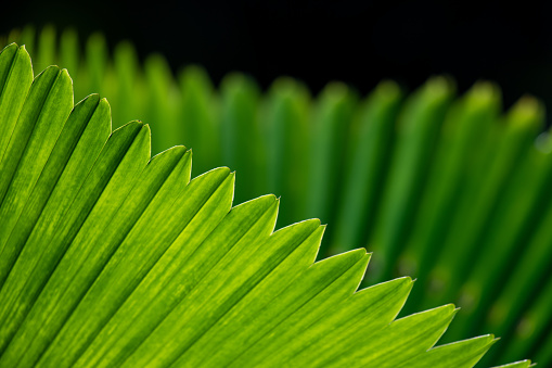 Palm leaves glow green in the sunlight.