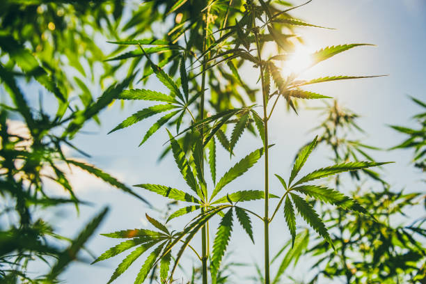 istock Marijuana leaves grow at sunset in summer 1332106474