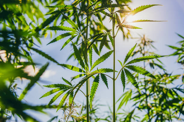 istock Marijuana leaves grow at sunset in summer 1332106497