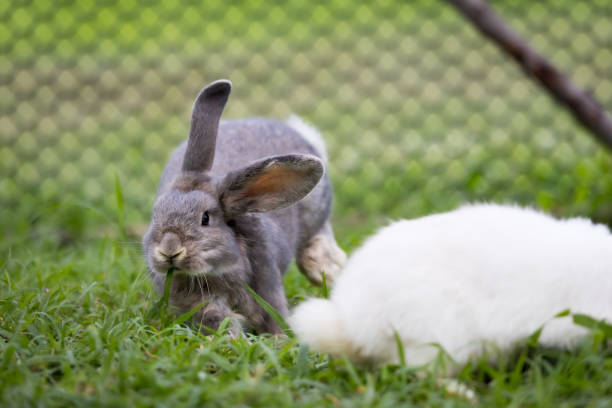 istock Cute rabbit jumping and playing in the meadow green grass. 1332107677