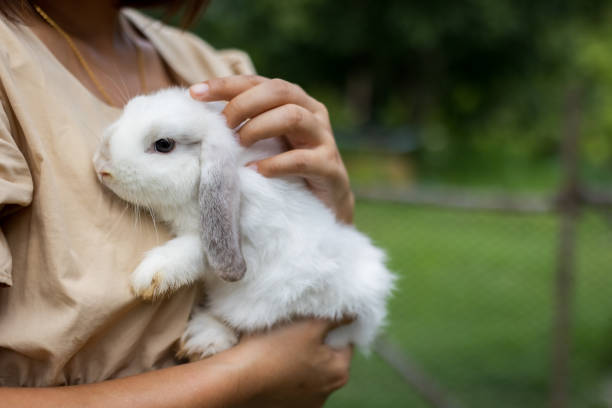 Asian woman holding and carrying cute rabbit with tenderness and love. stock photo