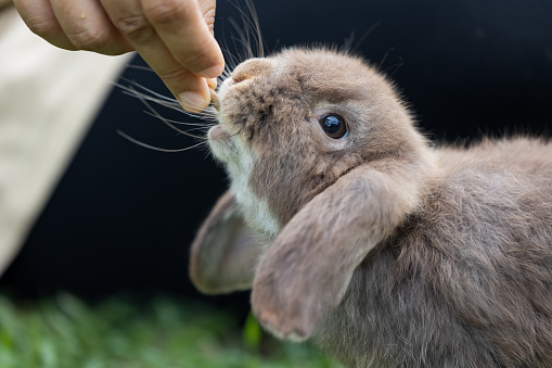 Cute rabbit eating pellet food from owner woman hand. Hungry rabbit eating food in the meadow. Owner feeding food to her rabbits. Friendship with easter bunny.