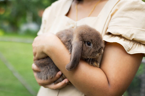Asian woman holding and carrying cute rabbit with tenderness and love. stock photo