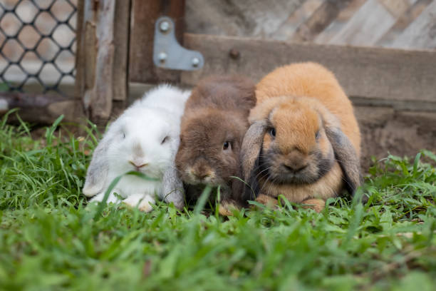 istock Three cute rabbits lying down and sleep together in the meadow with love. 1332107827