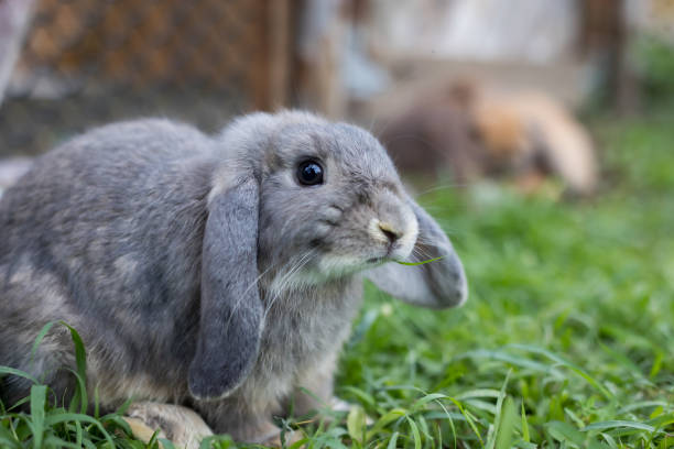 istock Cute rabbit playing in the meadow green grass. 1332107841