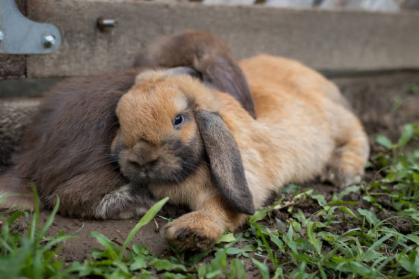 istock Two cute rabbits lying down and sleep together in the meadow with love. 1332107888