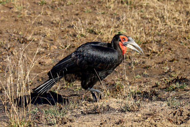 istock Ground hornbill in Kruger National Park 1332109806