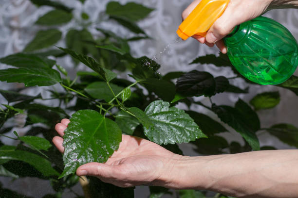 istock A man cleans dust from leaves with a sprayer Plant care 1332111817