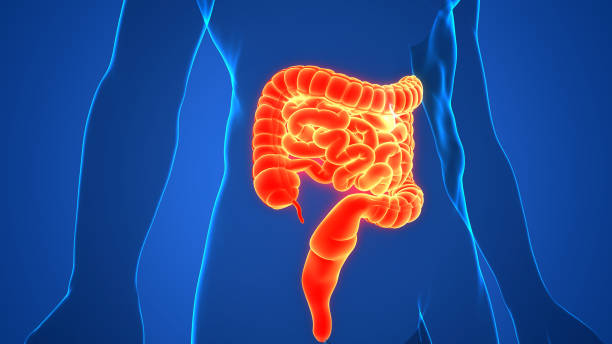 istock Human Digestive System Large and Small Intestine Anatomy 1332113034