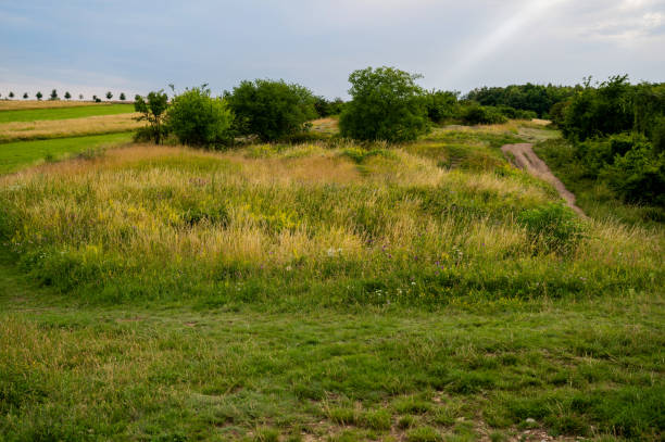 istock Rural countryside, meadow, pasture and tree alley. 1332113148