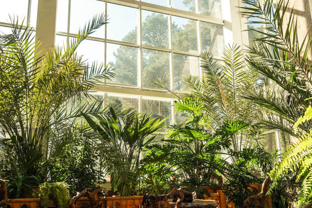 istock Green plants in botanical garden indoor. Window 1332114004