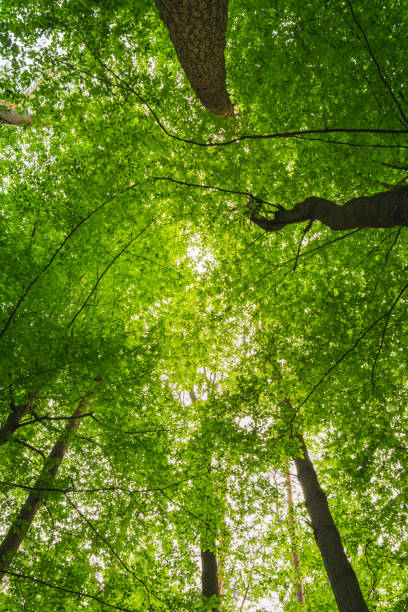istock The crowns of green trees seen from below 1332115985