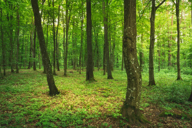 istock Mysterious spring green deciduous forest, Zarzecze, Poland 1332115989