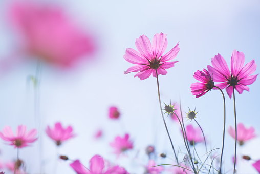 Sweet pink purple cosmos flowers in the field with blue sky background in morning sunlight and copy space useful for spring background or greeting card