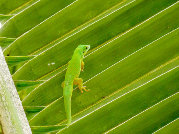 istock Green Day Gecko, Seychelles 1332118218