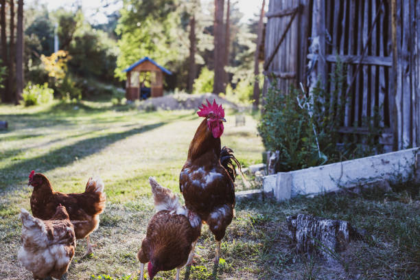 istock free range chicken in the farm 1332118624