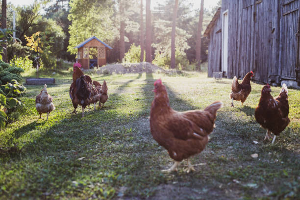 istock free range chicken in the farm 1332118626