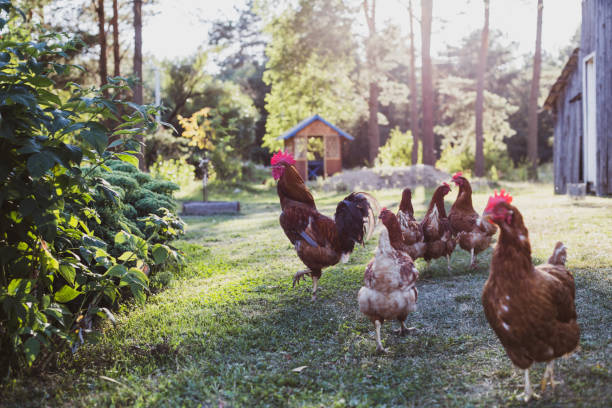 istock free range chicken in the farm 1332118909