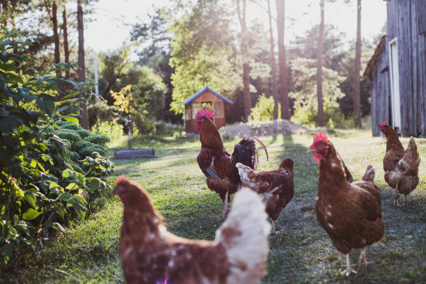 istock free range chicken in the farm 1332118915