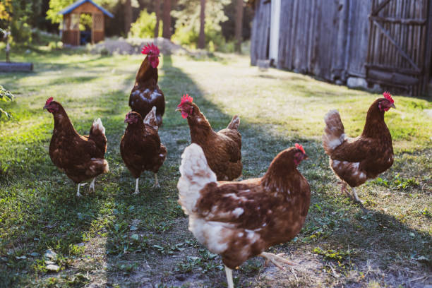 istock free range chicken in the farm 1332118963